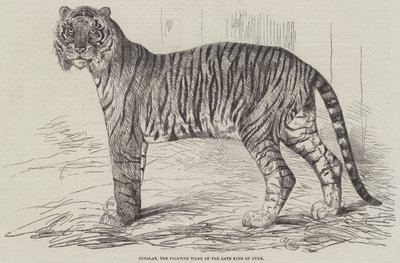 Junglar, le tigre combattant du défunt roi d